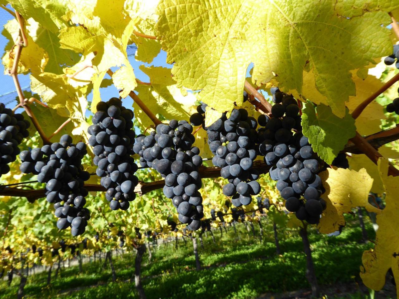 Grey Ridge Vineyard Experience Acomodação com café da manhã Alexandra Exterior foto